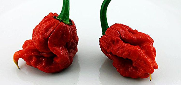 Ljute papričice CarolinaReaper