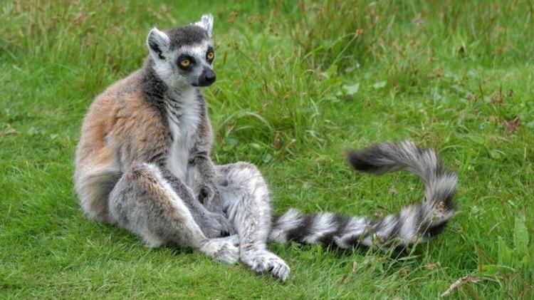 lemur 3436875 1280 e1592432315567 678x381