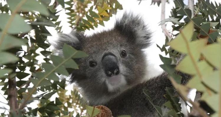 Koala