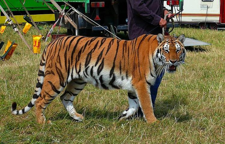 tigar cirkus pixabay