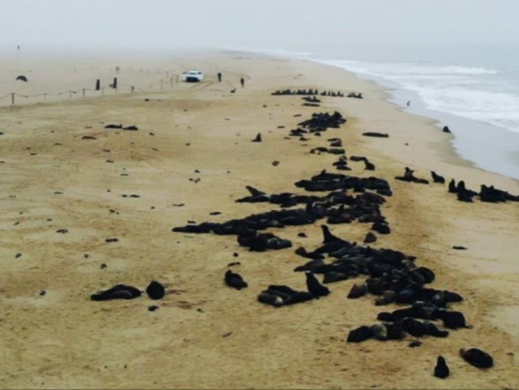 seals namibia