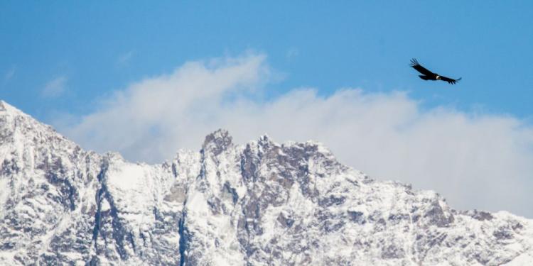 andeancondor matthewmidgley 1 1080x540