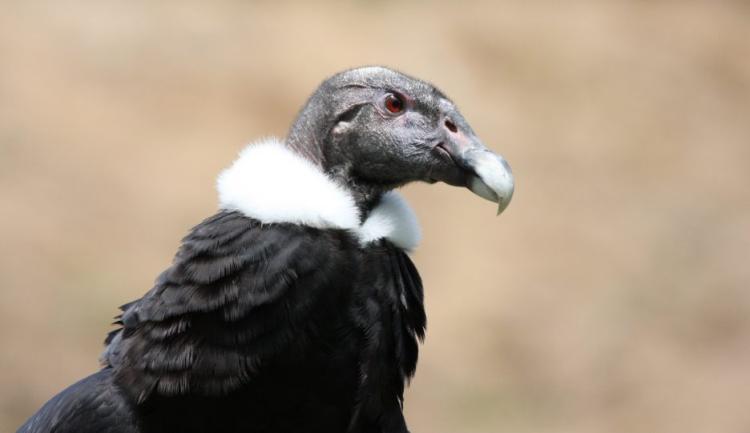 andeancondor nathanrupert 936x540