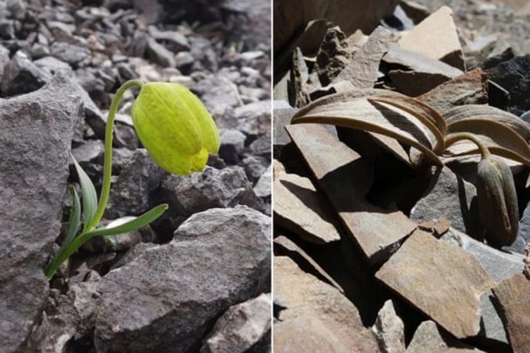 Biljka evoluirala da bi se zaštitila od ljudi