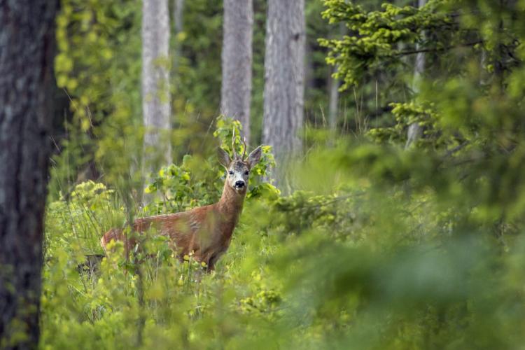 european roe deer erik karits pixabay 1536x1023