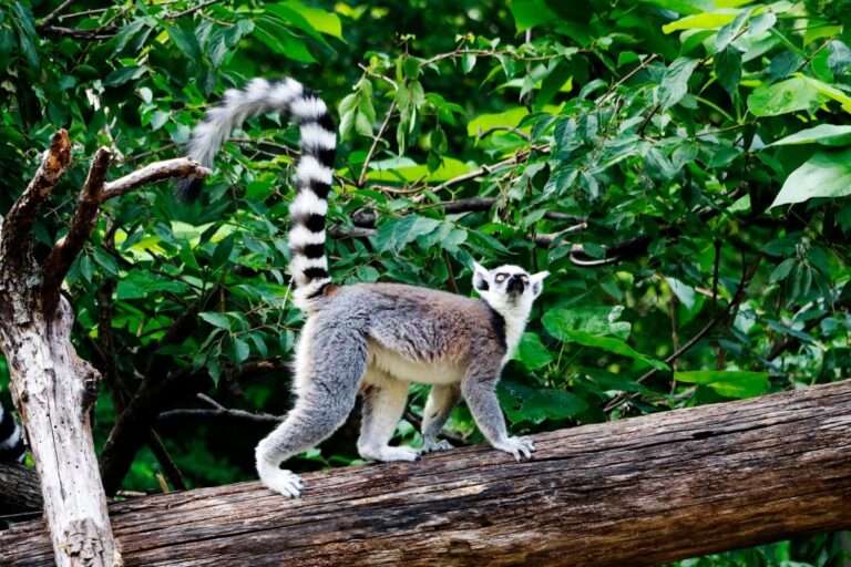 Mirisno koketiranje: Ne rade to samo ljudi – i lemuri vole fino da mirišu za svoje dame!