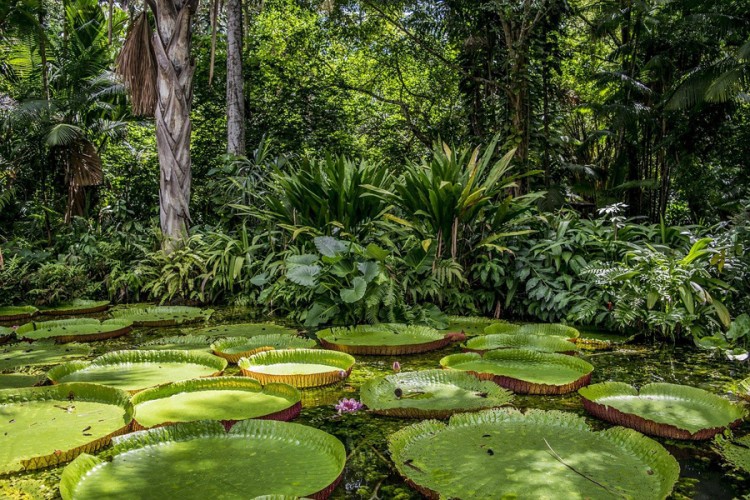 amazonija prašuma