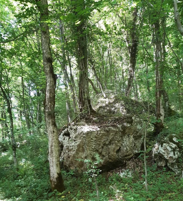 drveće Krupa na Vrbasu