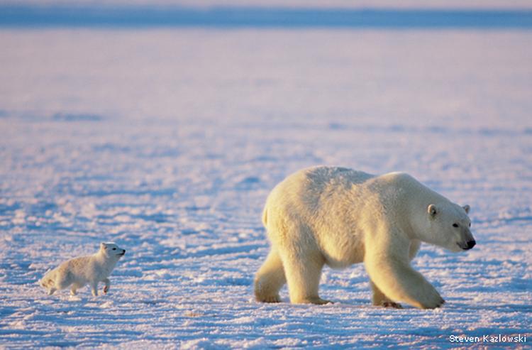 polar bear fox Steven Kazlowski 570x375