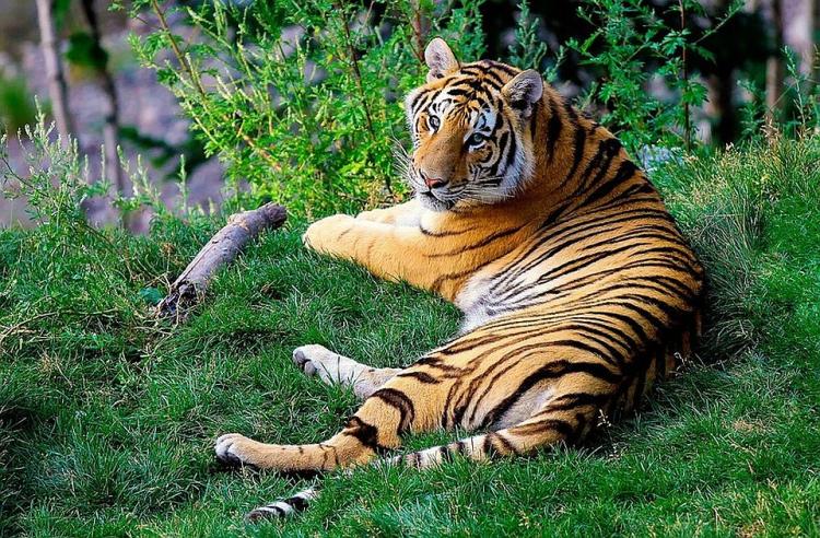 tigar pixabay1