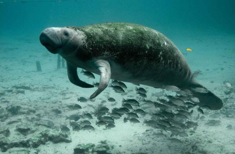 manatee 387195 1280