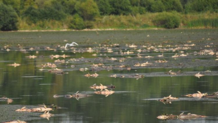 res 1626330990 na pomolu ekoloska katastrofa u prnjavorskom ribnjaku