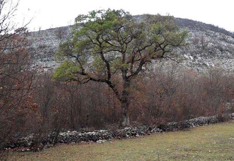 zeleni hrast selo bancici foto Z. Lojpur Hercegovina.info