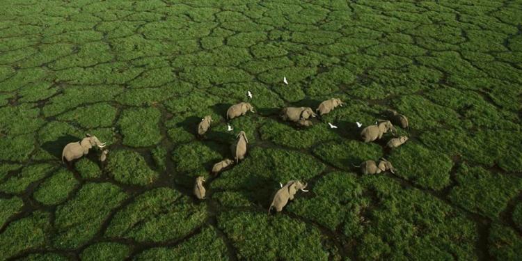 Amboseli naslovna