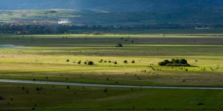 LIVANJSKO polje