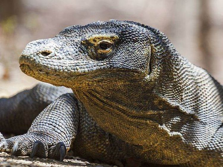 komodo zmajevi foto Profimedia