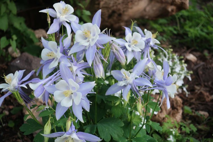 1648539117 aquilegia foto Pixabay