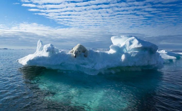 polarni medvjed foto Shutterstock