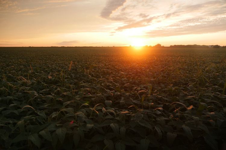 polje sunce nebo foto Chad Stembridge