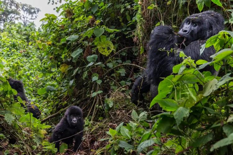 gorile foto Brent Stirton