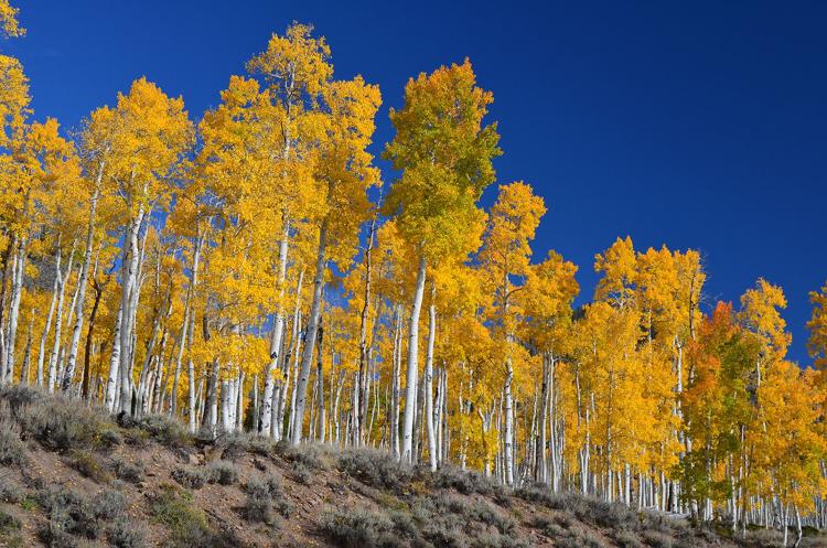 pando suma foto wikipeida