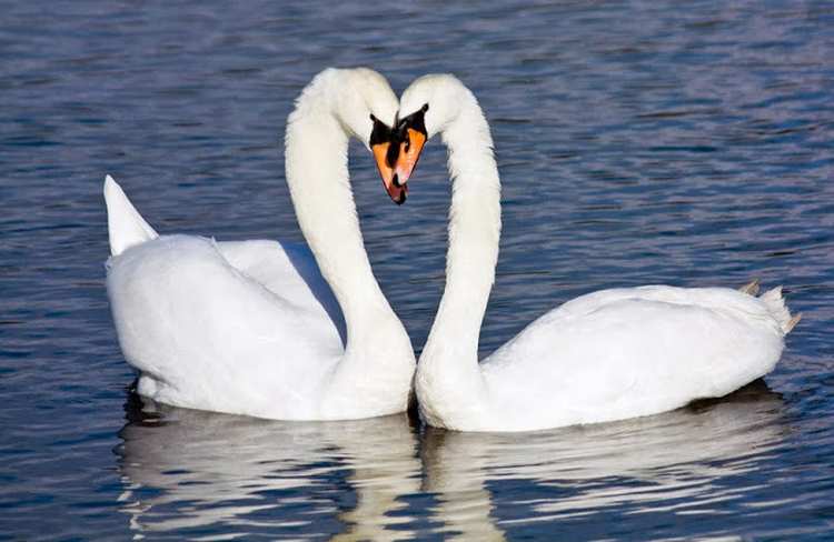 swans