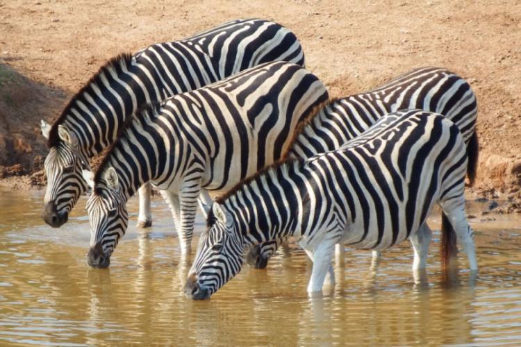 zebre foto pexels