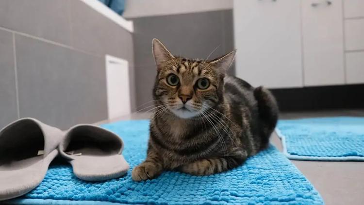 cat in the bathroom Alexandra Cluj Napoca Shutterstockjpg