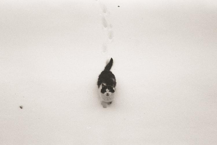 cat winter vasily ledovsky unsplash