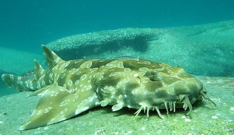 Morski pas Wobbegong – Najčudniji, ali i najfascinantniji