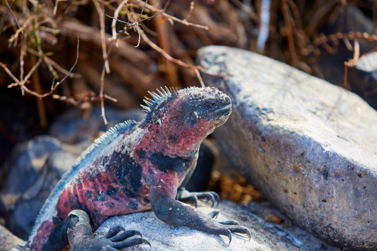 Iguana foto Shutterstock