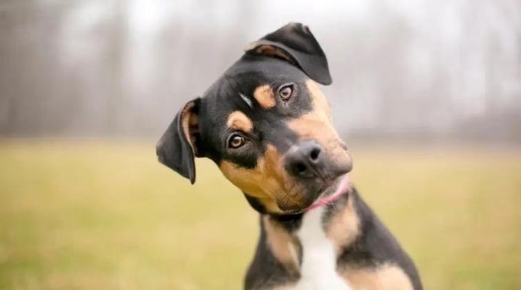 Dog Tilting Head While Listening