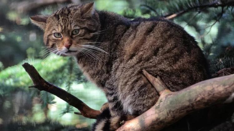 đkotska divlja mačka foto Naturescot