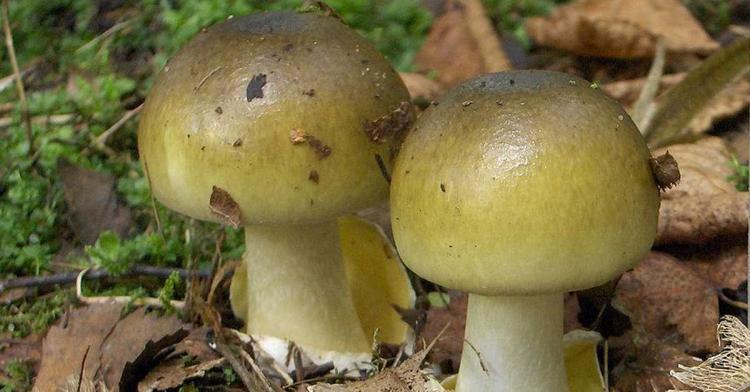 zelena pupovka foto wikipedia amanita t