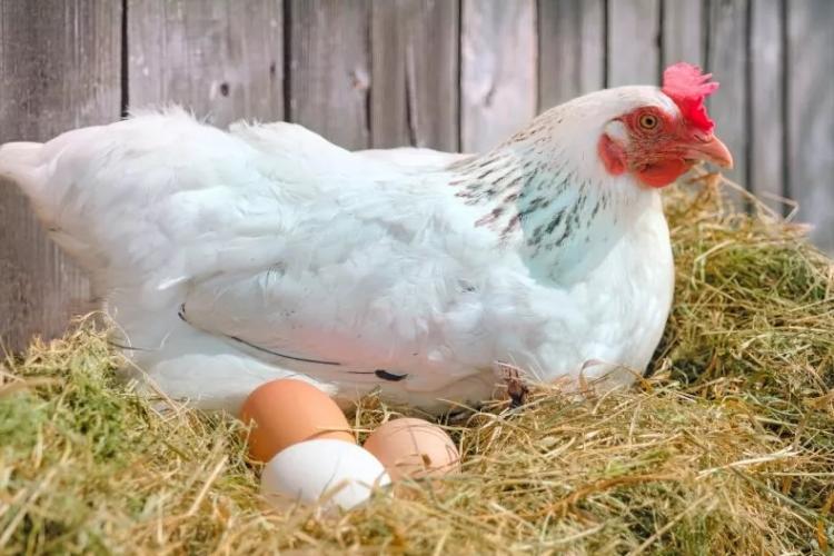 chicken eggs