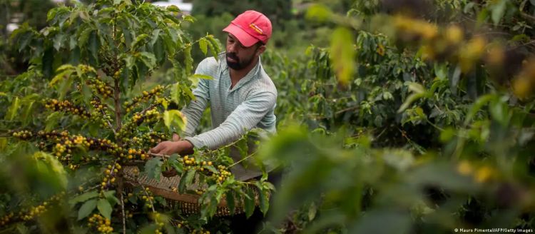 plantaza kafe brazil Foto Mauro Pimentel AFP Getty Images