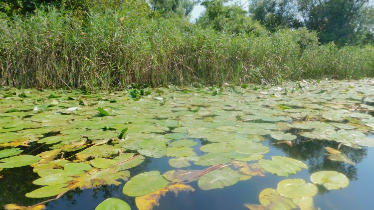 WWF: Hutovo blato izgubilo 50 posto pritoka vode, prijeti nestanak