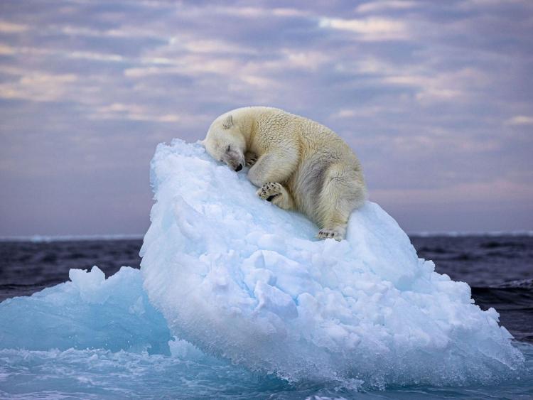 Nagrađena fotografija polarnog medvjeda – polarna staništa nestaju zbog klimatske krize