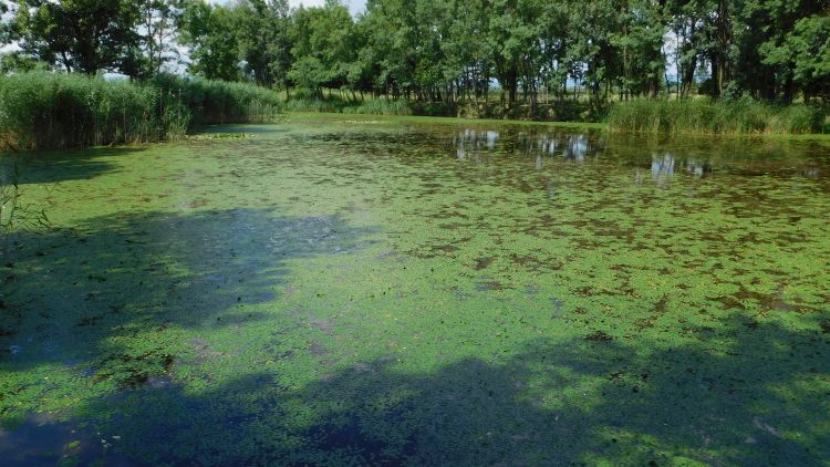 Međunarodni dan močvara: Osjetljiva i važna staništa koja ubrzano gubimo