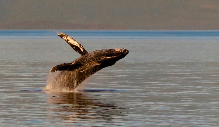 Skoro polovina svjetskih migratornih vrsta je u opadanju