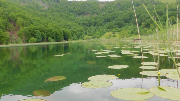 Evropski parlament usvojio novi zakon o obnovi prirode