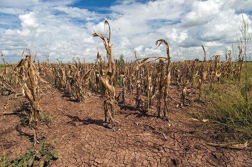 Hrana će zbog klimatskih promjena godišnje poskupljivati oko 3.2%