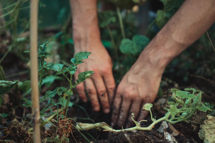 Šta prvo posaditi u vrtu? Mart je idealan za sadnju ovih povrtnih biljaka