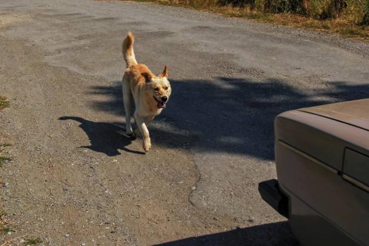 Zašto psi toliko vole da jure automobile?