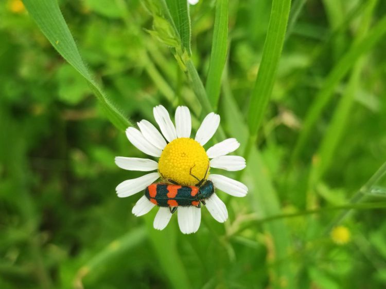 Kako insekti preživljavaju zimu i ljetne vrućine