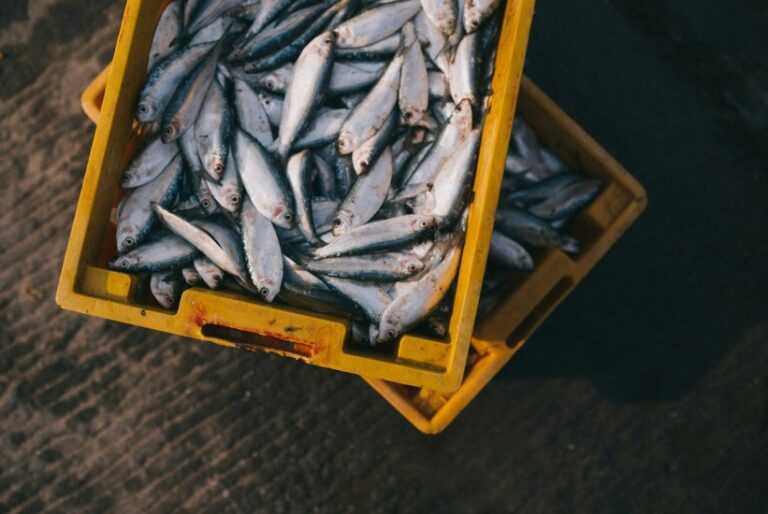 Ribar upozorio na zastrašujući uticaj industrije omega-3 masnih kiselina na životnu sredinu