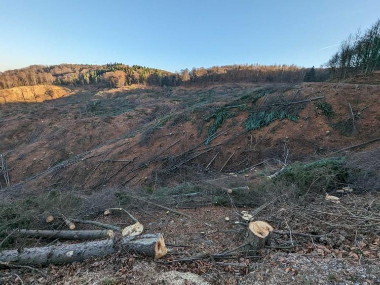 Sječa šume u BiH kao klimatski i ekološki problem