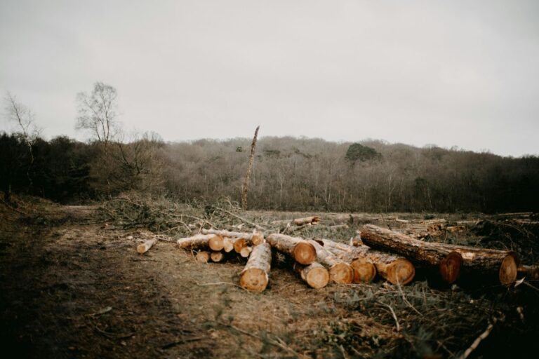 Moćni poljoprivredni lobisti prisiljavaju EU da odustane od borbe protiv deforestacije