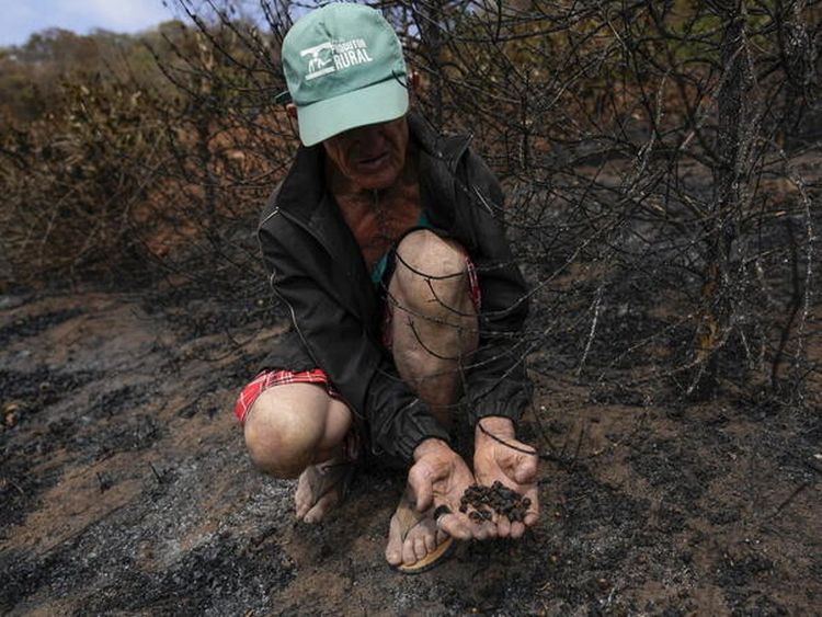 Dugotrajna suša pogađa usjeve kafe u Brazilu i povećava svjetske cijene