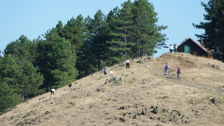 Branje trave ive na Ozrenu – biljka koja je zaštitila Gostilj i sačuvala običaje